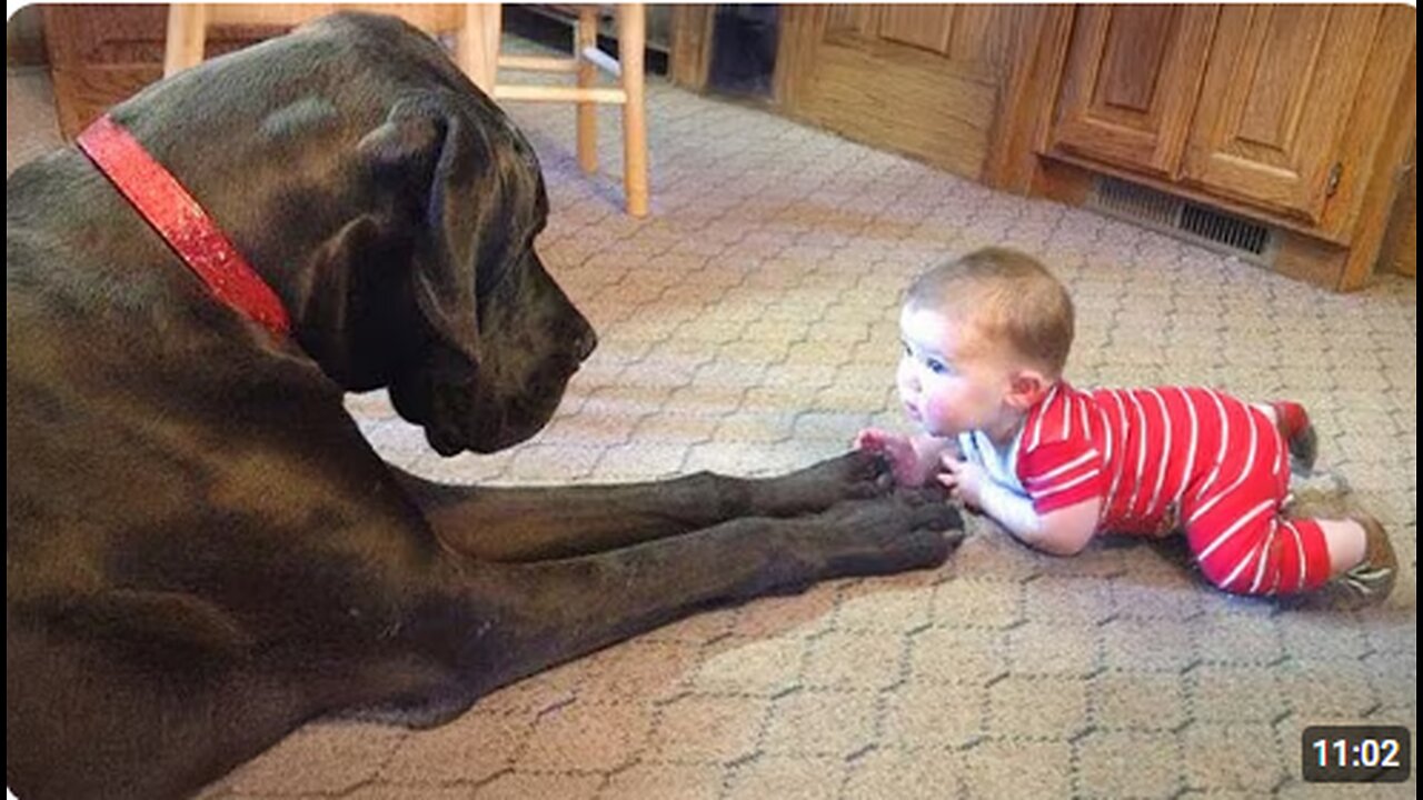 When Big Dogs Turn Into the Cutest Babysitters ❤️