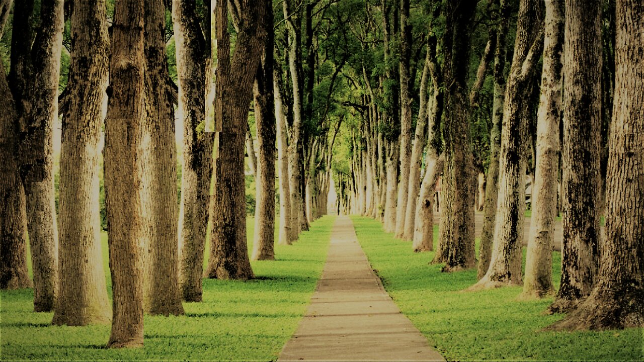 Aerodynamic load of iuglans cinerea