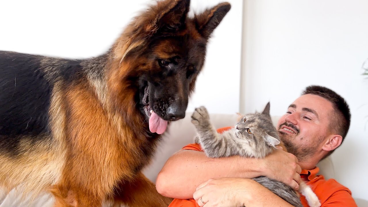 Funny Cat Protects His Human Owner from German Shepherd [Try Not To Laugh]