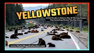 YellowStone Park Animal Exodus Is Natures Way Of Warning Humans That Something Wicked This Way Comes