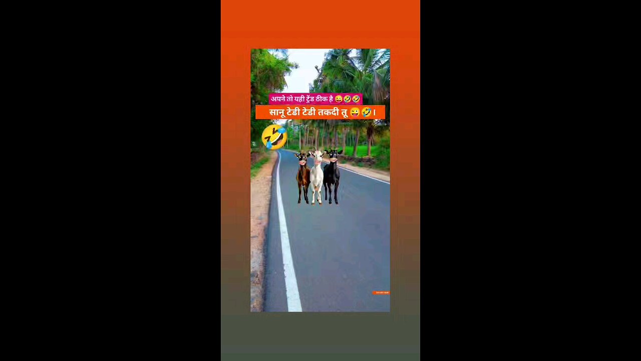 सानु टेडी टेडी तकदी ये तु