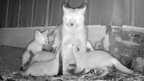 Hungry Fox Cubs Nursing at Night