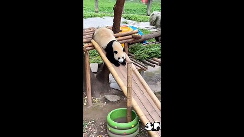 cute panda behavior
