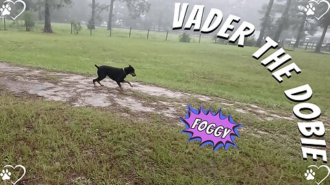 Foggy Morning Walk with My Doberman 🌫️🐾 | Slower Pace, Simple Moments