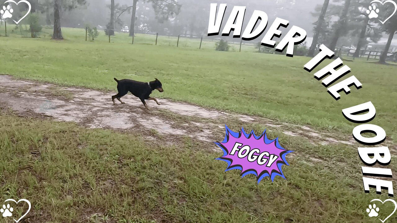 Foggy Morning Walk with My Doberman 🌫️🐾 | Slower Pace, Simple Moments