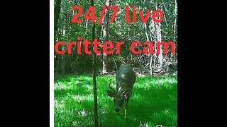 Live Wildlife Cameras New Cow Cam