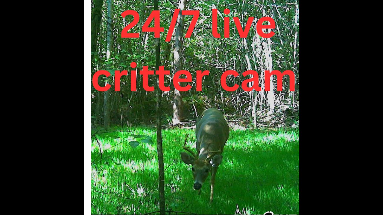 Live Wildlife Cameras New Cow Cam