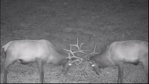 Pennsylvania Elk Live Webcam Benezette, Pennsylvania