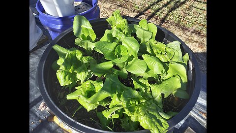 Winter Lettuce 1/14/26