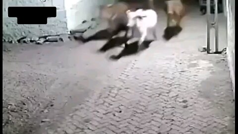 lions and city cows in India