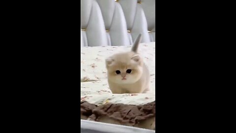 Cute baby kitten sound ❤️ #shorts