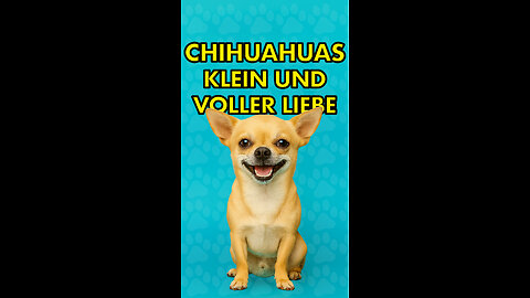 Chihuahua - Hunderassen
