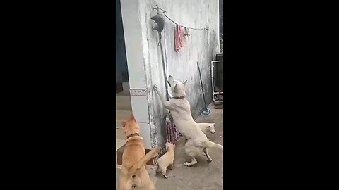 satisfying Video