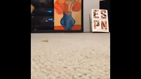 cute cats