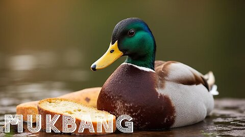[RU] Russian Mukbang [Ducks love bread / Panasonic HC-X1600]