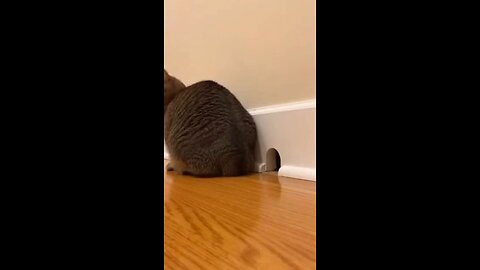 # Cat_s 🐈😺 Silent Wepan Vs 🐭🐁 Mouse funny 😂🤣 videos