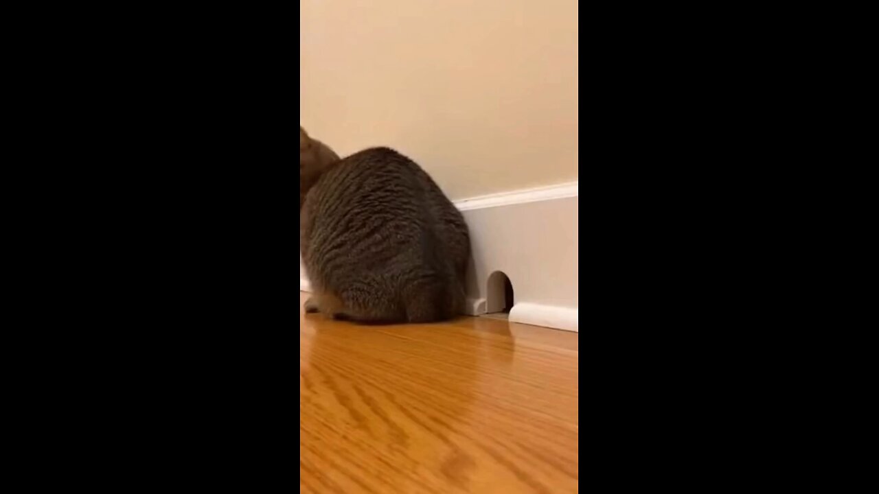 # Cat_s 🐈😺 Silent Wepan Vs 🐭🐁 Mouse funny 😂🤣 videos