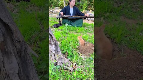 Rabbit plays the piano, cute pet debut plan, rabbit, pastoral cute pet