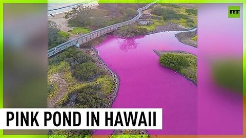"Unraveling the Mystery: Why a Hawaiian Pond Turned Pink - An Environmental Analysis"