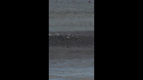 Tarpon Feeding On A School Of Mullets