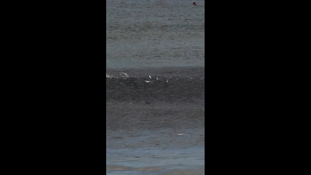 Tarpon Feeding On A School Of Mullets
