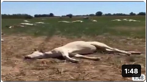 Italian Vets Vaccinate All Animals Against Trendy Disease in 2023, Subsequent Massive Deaths