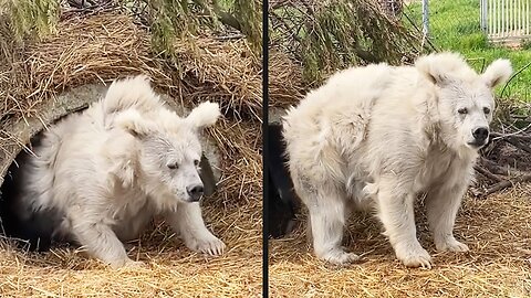 A Very Bad Hair Day