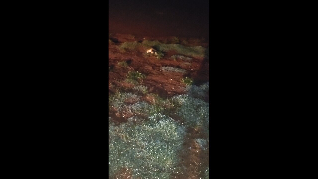 Turtles part 2