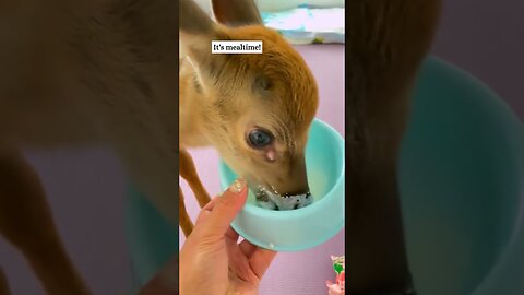 The deer got lost and came to the peoples house and they became his family