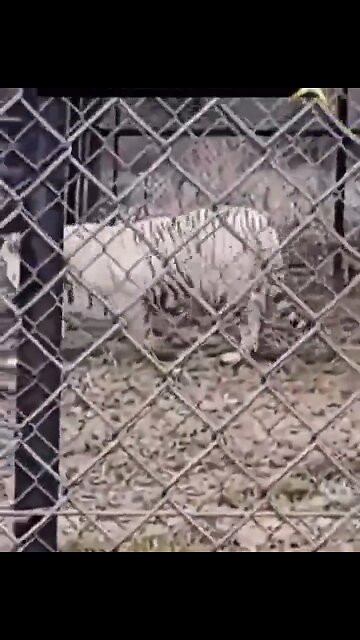 A Much Needed Laugh After All We Had To Deal With This Week