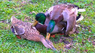 Confusing Mallard Duck Threesome. Duck Throuple?