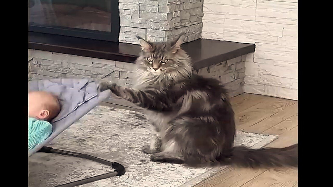Funny Animals Compilation 82