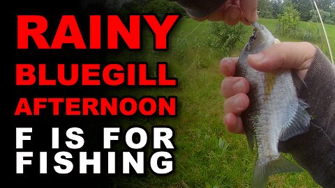 Rainy Bluegill Afternoon