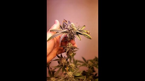 Cannabis grow cycle