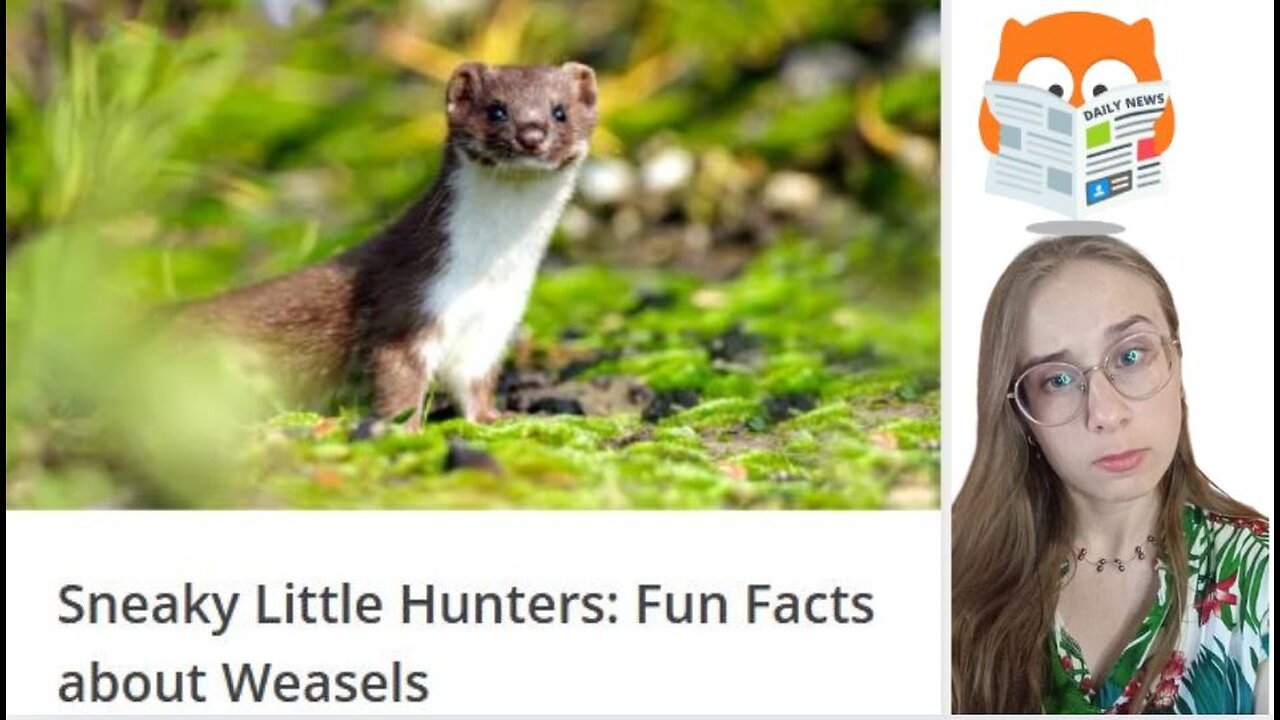 Sneaky Little Hunters: Fun Facts about Weasels👀