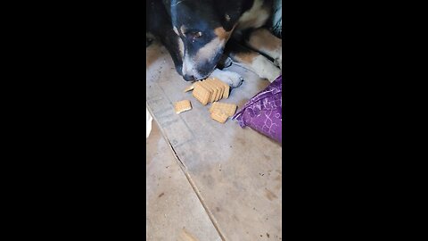 dog ko khana khilana