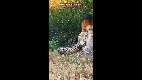 king of the jungle