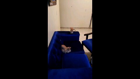 Kittens
