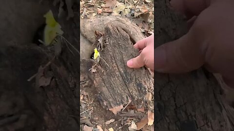 Little rabbit hides in a tree hole to eat cabbage. Pastoral cute pet rabbit