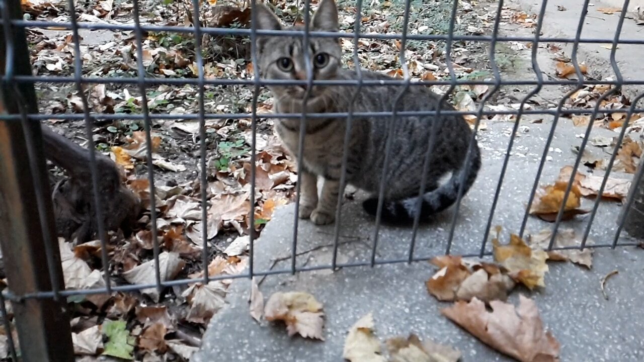 Cat in slow motion