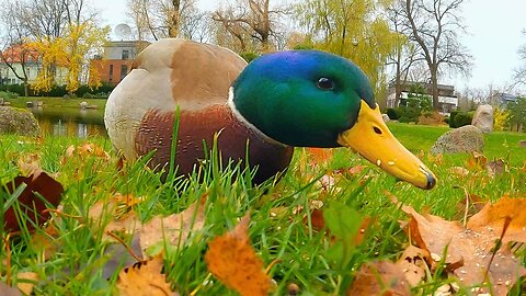 Do You Have My Oats?, Mallard Duck Drake