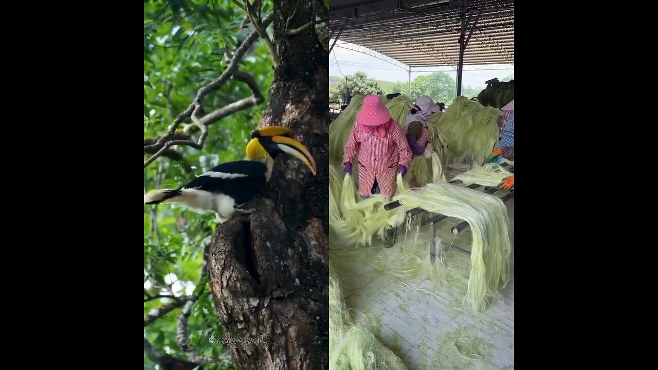 A mother is feeding her baby. Rope is being made from leaves.