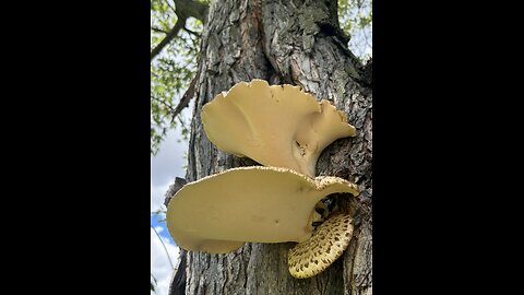 #8 The Magic of Pheasant Back/Tail Mushrooms 🍄‍🟫 🍄 🍄‍🟫 Part 1/2