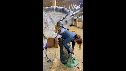"Lady Changing Horse's Shoe, A Beautiful Bond of Trust! 🐎❤️"