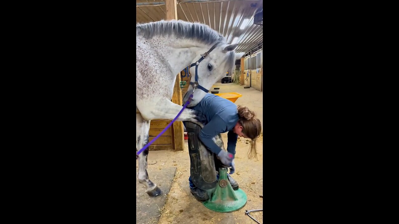"Lady Changing Horse's Shoe, A Beautiful Bond of Trust! 🐎❤️"