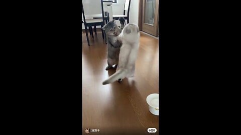 The Cutest Cat on the Internet! 🐾