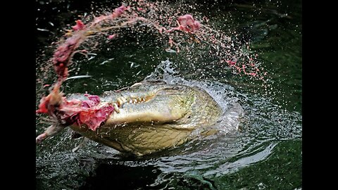 Enter At Your Own Risk: Croc Waters of Puerto Jimenez #costarica