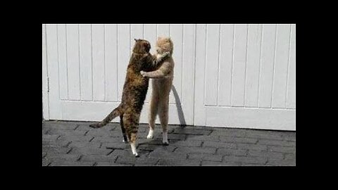 So FUNNY that you will FEEL DIZZY! - Ultra FUNNY ANIMAL VIDEOS compilation