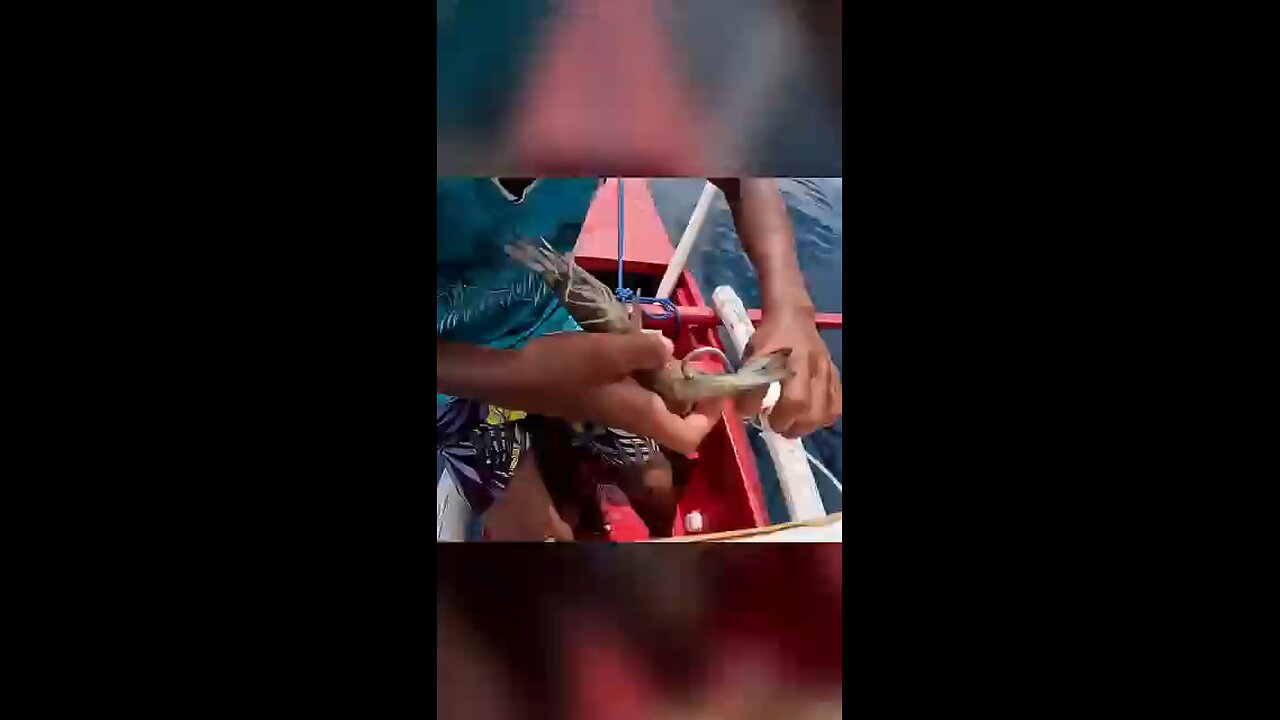 Kid_Spends_Hundred_on_Shrimp__#fishingtips_#fishing_#fishingshow