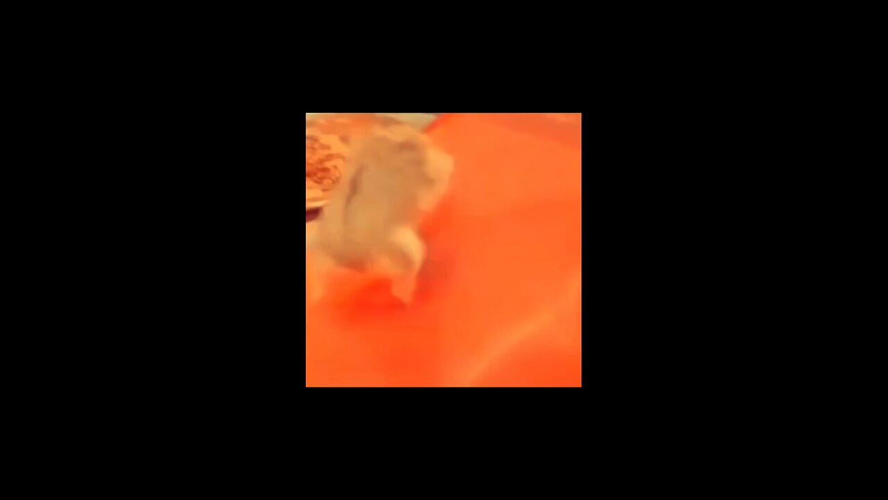 My hamster running to my song 😂